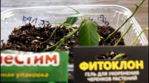 ФИТОКЛОН. Супер-укоренитель!