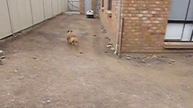 High-speed (220 fps) feature on Panasonic Lumix TZ30 Camera смотреть онлайн