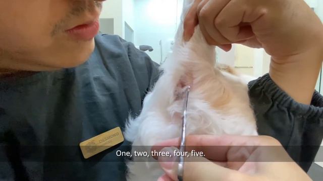 Poop stuck on your Dog's Butt? How to Trim your Dog's Sanitary Area at Home смотреть онлайн