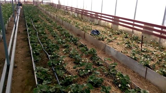 Выращивание клубники в теплице 26.03.2015 смотреть онлайн
