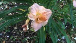 Hémérocalle ou lis d'un jour, Hemerocallis 'Siloam Double Classic' Fleurit plus vite que la musique