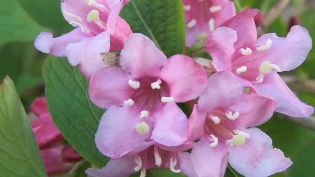 Gardening: Pruning : How to Prune Weigela смотреть онлайн