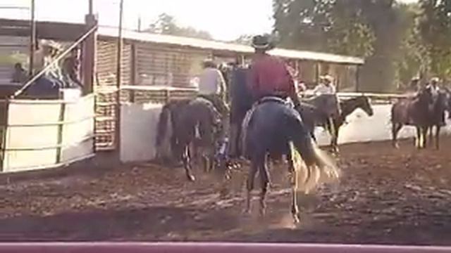 BONI EN SNELLING!!(caballos bailadores) смотреть онлайн