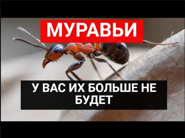 Решила проблему с муравьями раз и навсегда, накормив их копеечным средством из аптеки смотреть онлайн