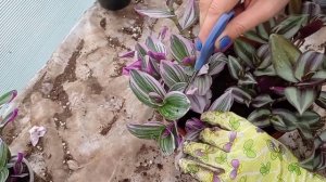 Микс из традесканций в кашпо/Tradescantia mix in pots