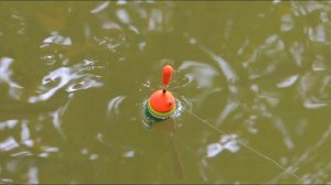 НА ПОПЛАВОК САМАЯ КАЙФОВАЯ РЫБАЛКА. КРУПНАЯ КРАСНОПЁРКА В КАРЯГАХ. ВСЕ ПОШЛО НЕ ПО ПЛАНУ! Астрахань.