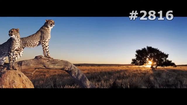 #2816. Гепарды (В мире животных) смотреть онлайн