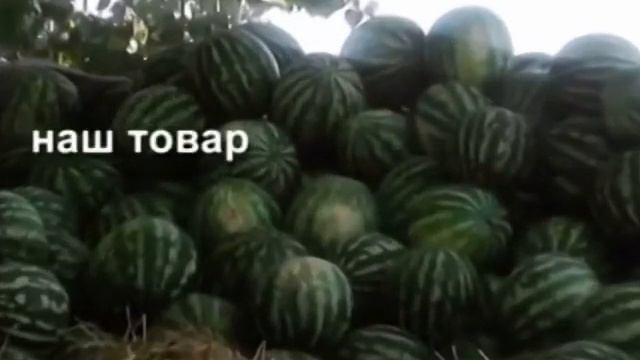 как выращивают арбуз на юге Украины.watermelon, melon смотреть онлайн