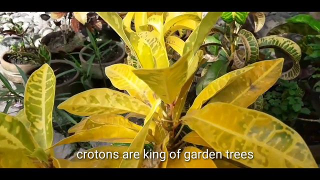 I meet one of the most beautiful Croton (San francisco)varieties in the world смотреть онлайн