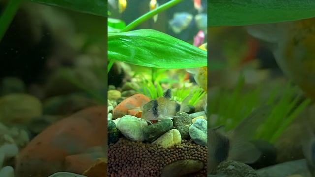 Маленький сомик #коридорас панда