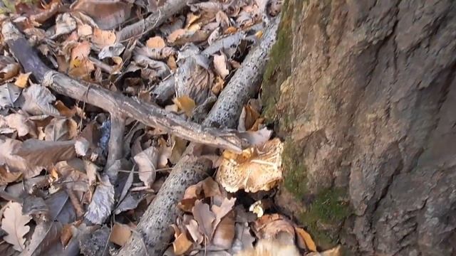 Завершение грибного сезона 21г. - зимние и осенние опята, вешенки и говорушка гигантская. смотреть онлайн