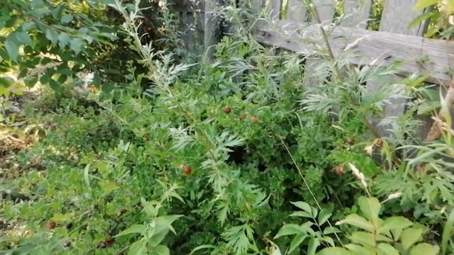 Полный обзор я на даче смотреть онлайн