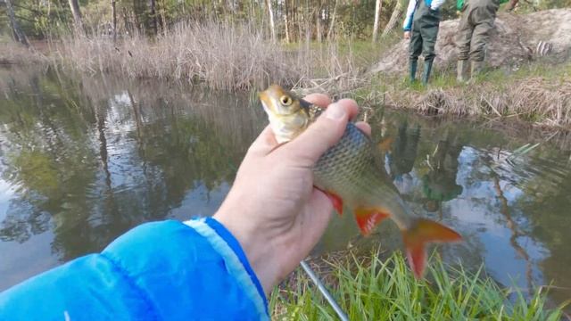 РЫБОЛОВНАЯ АВАНТЮРА! В поисках карася! Ловим на батон! Рыбалка на поплавок! Рыбалка 2021! смотреть онлайн