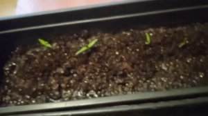 Подсыпаем землю в рассаду