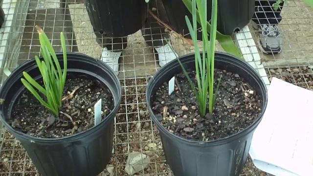 Leucojum aestivum 夏雪片莲 смотреть онлайн
