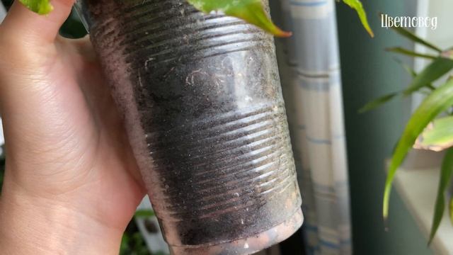 Прогулка по моим цветочным подоконникам в июле. Комнатные растения. смотреть онлайн