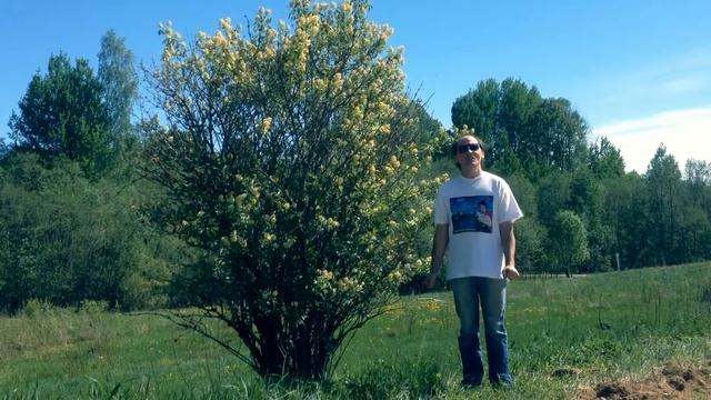 Крушина смотреть онлайн