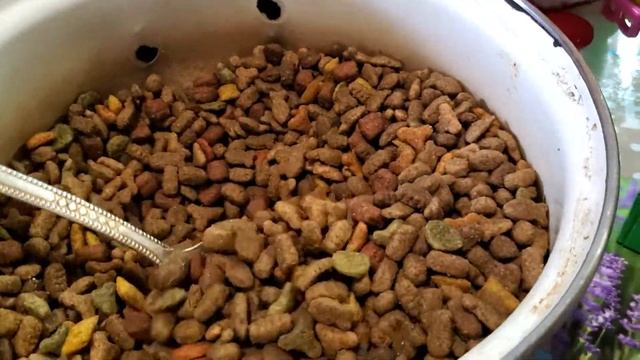 Что кушает Кот Нудик на завтрак и на обед смотреть онлайн