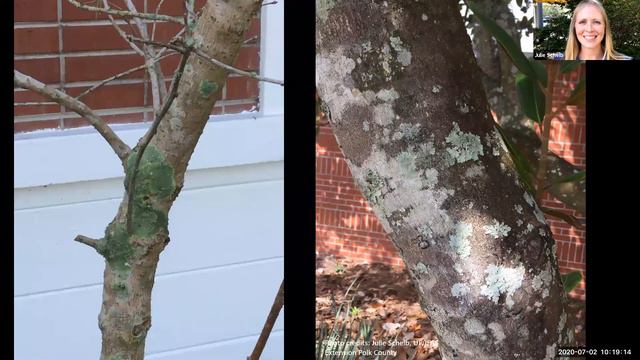 What's Not to Lichen? (and other things that grow on trees) смотреть онлайн