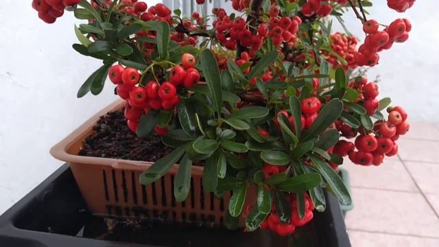 Bonsai Pyracantha coccinea, espino de fuego смотреть онлайн