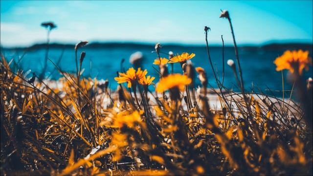 Sunlight Project - Golden shores (2017 Sunlight Respray) смотреть онлайн