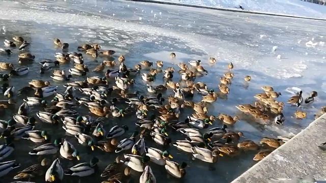 Кормление уток смотреть онлайн