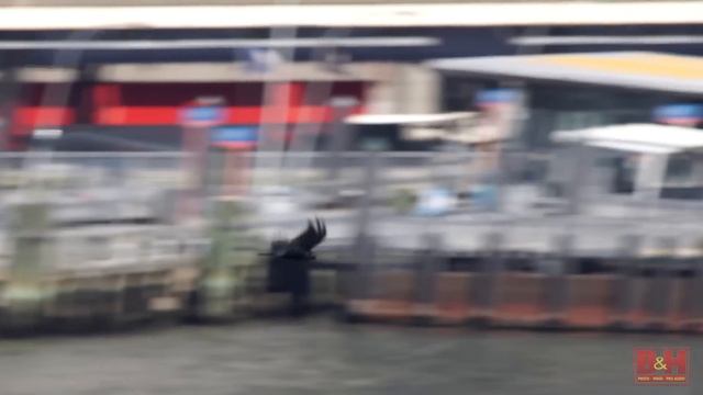Quick Look | Canon Super Telephoto 1200mm f/5.6L смотреть онлайн