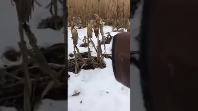 опасная охота на кабана в кукурузе по снегу #shorts #hunting #hunter #boarhunting #dog смотреть онлайн