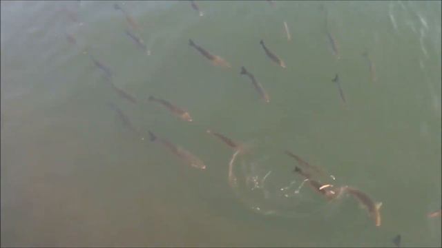 Бодрум, Бездомные Животные, Отдых в Турции смотреть онлайн