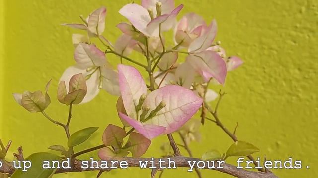 Bougainvillea 