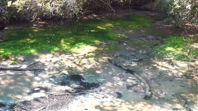 Paz Y Tranquilidad - Música Relajante Y Sonidos De La Naturaleza - Controlar La Ansiedad