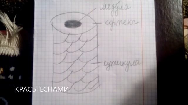 Колористика Лекция № 1 "Строение волоса" КРАСЬТЕСНАМИ смотреть онлайн