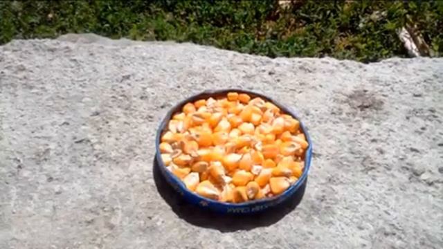 Рецепт Пьяной кукурузы! Как готовить смотреть онлайн