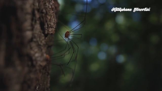 Öldükten Sonra NE OLACAK (TURAN DURSUN KUTSAL KİTAPLARIN KÖKLERİ) смотреть онлайн