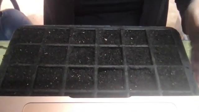 Seed Starting Mahogany Splendor Hibiscus