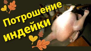 Потрошение бройлерной индейки