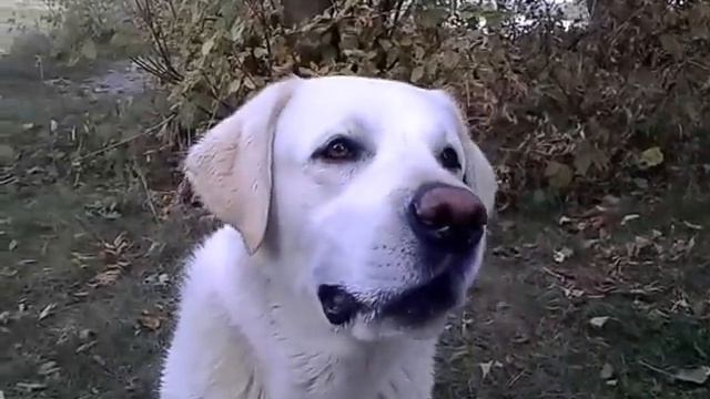 Лабрадор Моди делит оладьи смотреть онлайн