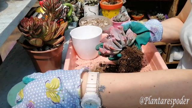 Echeveria Pink Trumpet, Reproducción y Características, Plantar Es Poder смотреть онлайн