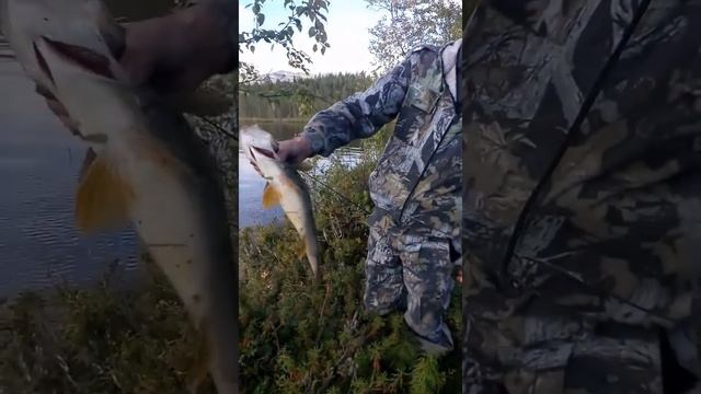 Рыбалка на окуневом смотреть онлайн