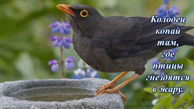 Мудрые советы старца Серафима Саровского. Wise advice of the elder Seraphim of Sarov смотреть онлайн