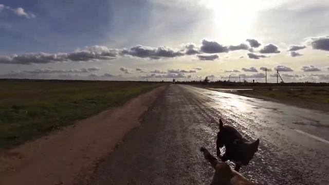 Побег от собак. Собаки гонятся за велосипедистом смотреть онлайн