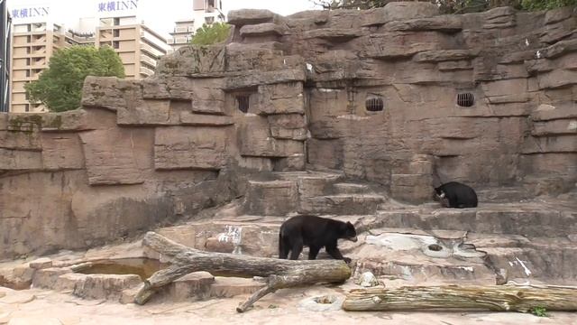 メガネグマ（天王寺動物園） Tremarctos Ornatus(Tennoji Zoo) смотреть онлайн