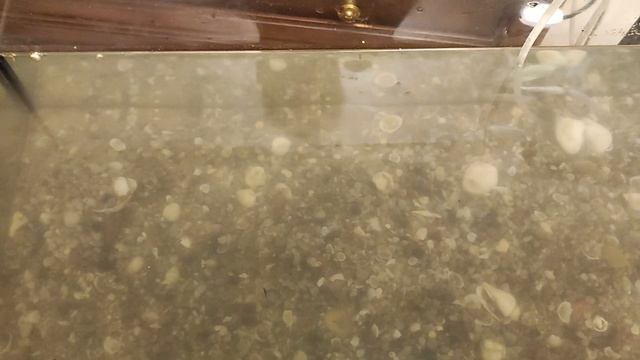 Какую воду заливать в Аквариум смотреть онлайн