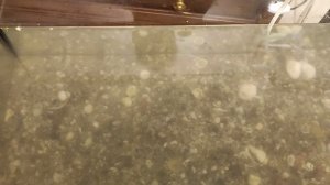 Какую воду заливать в Аквариум