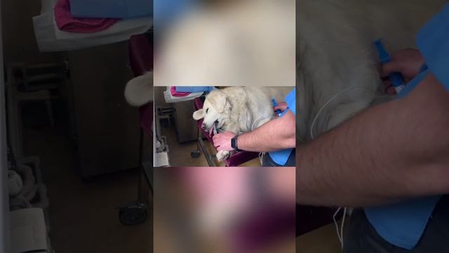 Каждый из них достоин жить , каждый из них ищет семью смотреть онлайн