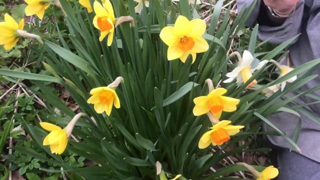 The Heirloom Narcissus, Fortune - Planting & Nurturing This Fragrant Daffodil смотреть онлайн