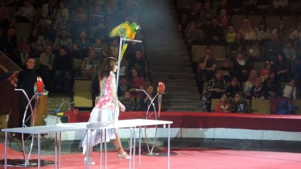 Цирк, представление с попугаями. Circus performance with parrots.
