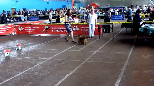 Австралийский терьер - На выставке смотреть онлайн