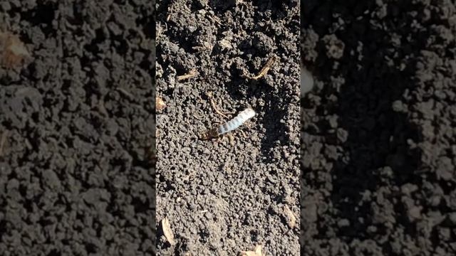 Озимая пшеница#вредители# смотреть онлайн