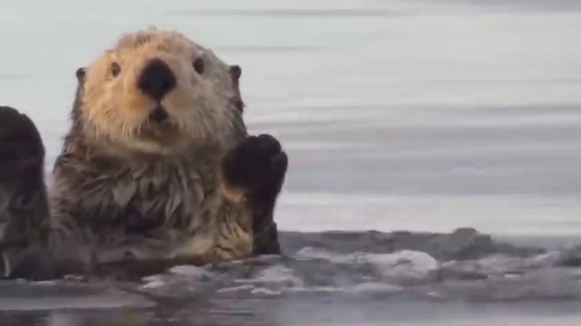 Kayaking The Aleutians | 2016 Reel Paddling Film Festival Trailer | Rapid Media смотреть онлайн